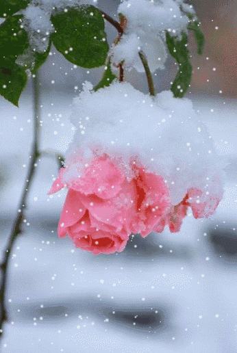 没有一个雪字，这7首诗词却写尽了冬雪之美